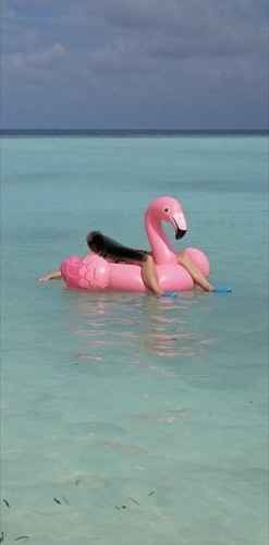 Aufblasbares flamingo pool - pool-, &